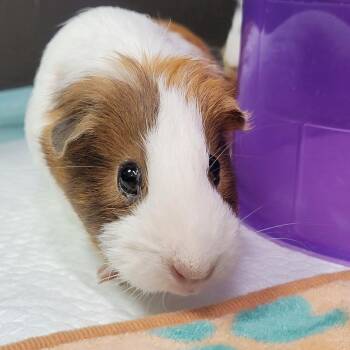 Rescue Short Haired Guinea Pigs for Adoption in Las Vegas, Nevada - Borgia | PetCurious